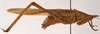 CollectionObject 1534497; ffe84872-2013-43e5-b576-d28687cd394a: male, lateral view (syntype). (CollectionObject).