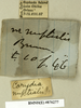 CollectionObject 1573092; 06102967-c572-4d2e-b6cf-15ecd065cccd: Copyright Natural History Museum, London. Labels from non-type (adult male) in BM(NH). (CollectionObject).