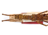 CollectionObject 1560941; fa6ef938-9022-4829-ad22-ac81f8398e79: copyright MNCN, Madrid. head & thorax, dorsal view of synonym Cnipsus laeviventris (holotype). (CollectionObject).
