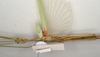 CollectionObject 1562807; 2a2b96e9-4775-4839-9b52-e96e0890c407: copyright ANIC. male: head and thorax, ventral view (holotype). (CollectionObject).
