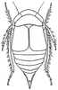 Habitus, dorsal view: !! display not done !! on Driotura gammaroides (Van Duzee, 1894): habitus. (Observation).