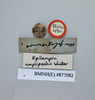 CollectionObject 1552785; NHMUK(SF IMPORT DUPLICATE) BMNH(E) 877082, a4347082-71e7-4428-880b-22a3f2f87398: Copyright, NHM London. Holotype, data labels. (CollectionObject).