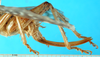 CollectionObject 1474991; ec7be979-a81d-4ed0-9063-db52ddf79877, MfN 3450: ovipositor (holotype). (CollectionObject).