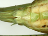 CollectionObject 1578433; 876644ba-abd3-4579-a5c9-a90af174b60f: hind part of female abdomen with sternites, subgenital plate, and base of ovipositor; from freeze-dried specimen. (CollectionObject).