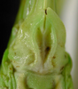 Tettigonia yama Furukawa, 1938: subgenital plate. (Otu).