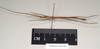 CollectionObject 1559896; 97bec5a9-7e9d-4ed0-b65e-9b1e7b174f33: copyright Natural History Museum, London. male, lateral view (paratype). (CollectionObject).;CollectionObject 1559897; 64a8ed95-8ae4-4f6a-8271-6afa8f36c534: copyright Natural History Museum, London. male, lateral view (paratype). (CollectionObject).