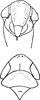 Head: !! display not done !! on Sorhoanus assimilis (Fallén, 1806): Head, pro-, and mesothorax. (Observation).