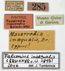 CollectionObject 1577321; cfb46576-0d71-4085-8a3e-ac1ae1084dc2: labels (syntype). (CollectionObject).
