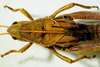 CollectionObject 1498675; 16934d0d-c6e3-4aa1-9f92-c6f21371423e: female pronotum, dorsal view. (CollectionObject).