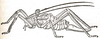 Polycleptis scutellifera Karsch, 1891: Fig. 4. female, lateral view (body length 27.5 mm, ovipositor 15.5 mm). (Otu).