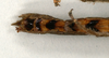CollectionObject 1561358; 95b1cf49-2a4a-4571-84bc-429fba99cabd: copyright MIZ, Warsaw. male: end of abdomen, ventral view (syntype). (CollectionObject).;CollectionObject 1561359; 7fea4d77-908e-4597-9734-c9a775e418e4: copyright MIZ, Warsaw. male: end of abdomen, ventral view (syntype). (CollectionObject).
