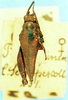 CollectionObject 1505158; 96fdd5b7-413b-4ebd-81fc-0b6787375e64: female, dorsal view. (CollectionObject).