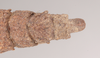 CollectionObject 1562258; NHMUK(SF IMPORT DUPLICATE) 845221, 2e85e0dc-ef62-418e-a5ea-79a2710ee2e8: copyright Natural History Museum, London. female: end of abdomen, dorsal view (holotype). (CollectionObject).