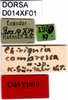 CollectionObject 1505037; 6c6caa1a-f162-4b80-82c9-40923e3fa814: labels (syntype). (CollectionObject).