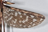 copyright QM. male, right wings (holotype). Depicts CollectionObject 1560500; 36f58d3d-89c3-4c7d-8261-51d8a03db1cf, a CollectionObject.