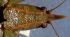 CollectionObject 1531676; fe075738-bd40-4c0c-8a6f-6277ec14f765: head and pronotum, dorsal view (holotype). (CollectionObject).