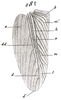 Gryllus (Gryllus) assimilis assimilis (Fabricius, 1775): Pl. VIII, Fig. 28. female tegmen. (Otu).