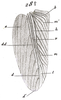 Pl. VIII, Fig. 28. female tegmen. Depicts Gryllus (Gryllus) assimilis assimilis (Fabricius, 1775), an Otu.