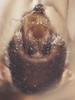 CollectionObject 2733255; ac9853c5-774a-4f7f-a9f7-2025cd42119f: (CollectionObject).