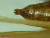 CollectionObject 1543710; 77c9df7e-27f6-4c39-b9e6-8b9e0fd0ce7b: male abdomen tip, dorsal view. (CollectionObject).