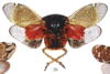 Habitus, dorsal view on Itzalana formosa Distant, 1905: (Observation).