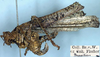 female, lateral view (holotype). Depicts CollectionObject 1532431; 13043607-a1e5-4c41-bc5f-edfee158a0c8, a CollectionObject.