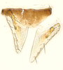 Subgenital plate: (Observation).