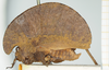 CollectionObject 1583704; 5a3f8a5c-2bde-4846-a869-dd94e5b21ec5, NHMUK010924405: female, lateral view (syntype). (CollectionObject).