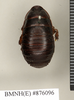 Salganea rehni Roth, 1979: Copyright Natural History Museum, London. Paratype (adult female) in BM(NH). Dorsal view. (Otu).