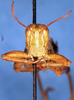 CollectionObject 1578447; 09c2f590-435e-4953-886f-4dc277612e60: male, frontal view. (CollectionObject).