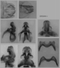 Melanoplus perezi Otte, 2012: male genitalia. (Otu).