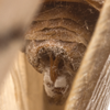 Sternite VII (female): (Observation).