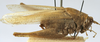 CollectionObject 1539608; 8f968fd7-e63f-44c8-b8a6-bc4453baeca6: male habitus, lateral view (lectotype). (CollectionObject).