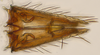 Subgenital plate: (Observation).