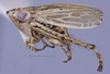 Habitus, lateral view: !! display not done !! on Cosmotettix Ribaut, 1942: n. sp.: (Observation).