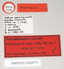 CollectionObject 1562199; NHMUK(SF IMPORT DUPLICATE) 844973, 8b7f5d18-e44d-4a99-82c1-e723db6ced69: copyright Natural History Museum, London. male, data labels (holotype). (CollectionObject).