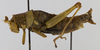 CollectionObject 1568950; e90fe92e-6248-44af-96e5-7dfd7273420c: female, lateral view (allotype). (CollectionObject).