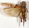 CollectionObject 1499468; 12a4e394-b051-4a29-8be2-49a656189c68: male, dorsal view (holotype). (CollectionObject).