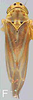 Habitus, dorsal view: !! display not done !! on Neozygina huachucana (Beamer, 1934): Habitus. (Observation).