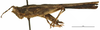 CollectionObject 1506795; 535df19a-d4fc-467c-bc52-f836533f592a: female, lateral view (holotype). (CollectionObject).