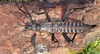 Eurycantha Boisduval, 1835: copyright Paul D. Brock. Eurycantha horrida female. Culture stock Kawawoki, PNG, 2 March 2023 [TYPE SPECIES]. (Otu).