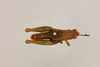 CollectionObject 1519314; 99d7f4cd-7b2a-421c-a75e-65510197d522, NHMUK015105253: male, dorsal view (holotype of Urugalla pearsoni). (CollectionObject).