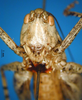 CollectionObject 1521369; 026c456f-19c1-4e17-adcf-99b638704cf8: female frons (holotype). (CollectionObject).