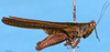 CollectionObject 1505187; 97088f5e-6aaa-4503-8413-1f77578c1e61: male, right lateral view (syntype). (CollectionObject).