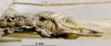 CollectionObject 1503350; MBBJ 3226099, 6eddc62e-7bcd-44c0-82fb-76e935cc3a21: male subgenital plate. (CollectionObject).