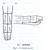 CollectionObject 1562083; 0686d51f-6c16-476f-92f3-e075eaf0259f: (CollectionObject).
