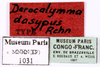 CollectionObject 1587160; MNHN(SF IMPORT DUPLICATE) MNHN-EP-EP1031, 4d50a239-8ffd-4bbb-8644-5af420effc2e: CC BY-NC-ND 4.0/MNHN - Depraetere Marion - 2014. Holotype, female, of dasypus Rehn, 1933. Specimen number: MNHN-EP-EP1031. http://coldb.mnhn.fr/catalognumber/mnhn/ep/ep1031. (CollectionObject).