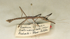 CollectionObject 1559779; cb0744da-dbbc-448c-bd68-296620cb1a6f: copyright Oliver Zompro. male (syntype). (CollectionObject).;CollectionObject 1559780; e5f78fb6-2fad-49c7-be8e-91a788421c09: copyright Oliver Zompro. male (syntype). (CollectionObject).