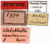 CollectionObject 1587346; MNHN(SF IMPORT DUPLICATE) MNHN-EP-EP3420, 2ffcf12d-77df-42ca-bec2-f8086cf98103: CC BY-NC-ND 4.0/MNHN - Depraetere Marion - 2014. Syntype, male, of cambouini Saussure, 1891. Specimen number: MNHN-EP-EP3420. http://coldb.mnhn.fr/catalognumber/mnhn/ep/ep3420. (CollectionObject).