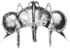 Neotettix proavus Rehn & Hebard, 1916: Fig. 98. female, head, dorsal view. (Otu).